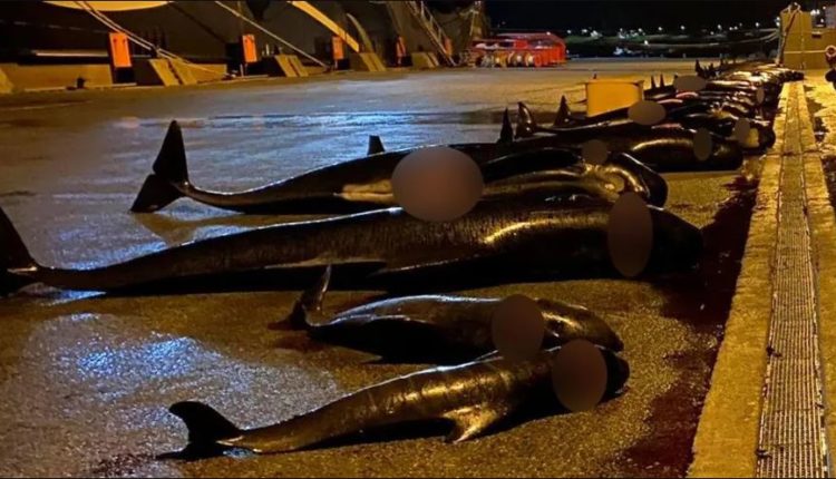 Tjetër masakër për delfinët! 52 gjitarë të tjerë u therën për një arsye qesharake – Imazhe të rënda