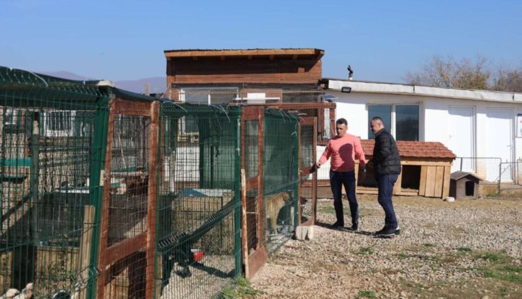 Ganiu: “Happy Shelter” dhe Komuna e Çairit kanë arritur sukses të lartë me grumbullimin e qenve endacakë në Çair