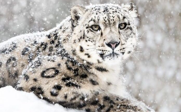 As leopardët e dëborës nuk i rezistojnë Covid-19