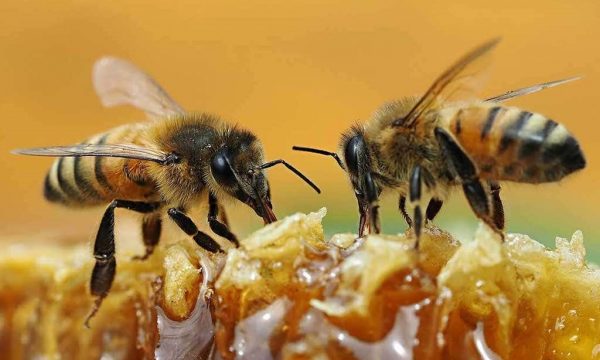 A e dini se mjalti ndihmon edhe në shëndetit të lëkurës?