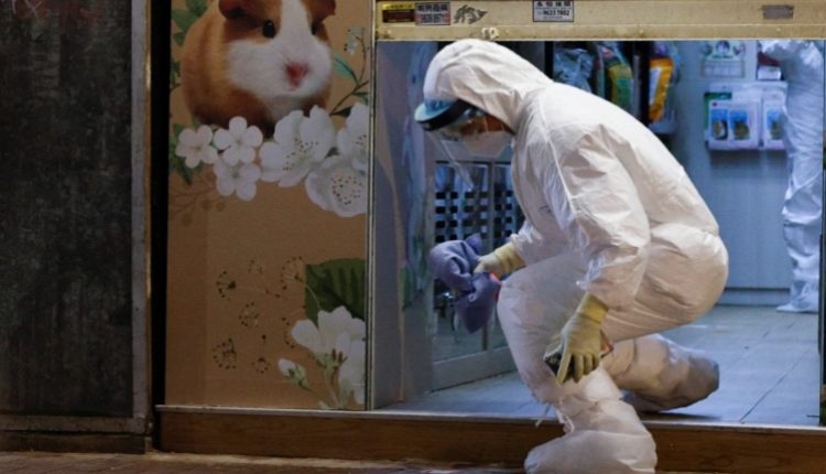 Hong Kongu do t’i mbysë 2000 kafshë të infektuara me virus