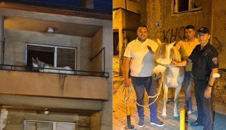 Shkup, kali nga ballkoni i banesës përfundon në Kopshitn Zoologjik