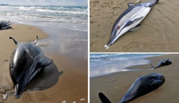Shpërthimet e luftës, mbi 3,000 delfinë kanë ngordhur në Detin e Zi