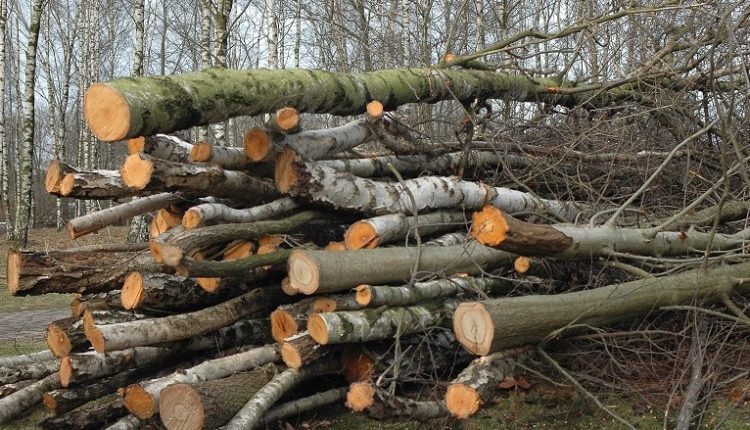 Prerja e paligjshme e pyjeve në rajonin e Strugës, kallëzime penale ndaj 13 personave