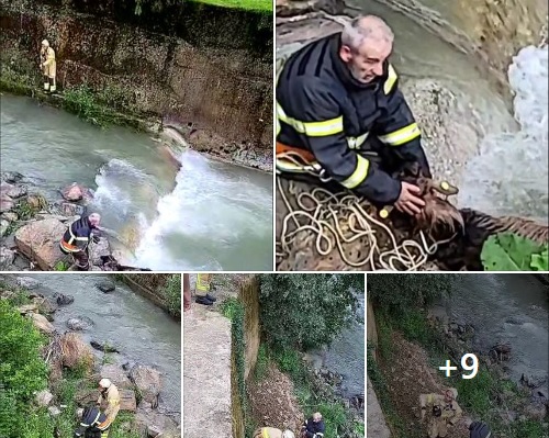 Uka Aliti human edhe me kafshët: Shpëtohet cjapi i cili kishte ngecur në lumin Shkumbin