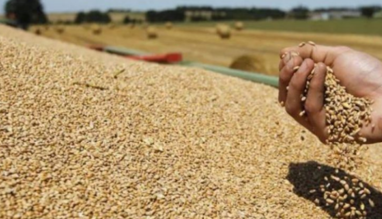 Me ndërmjetësimin e Turqisë, Kievi dhe Moska po negociojnë për të zgjatur marrëveshjen e eksportit të grurit