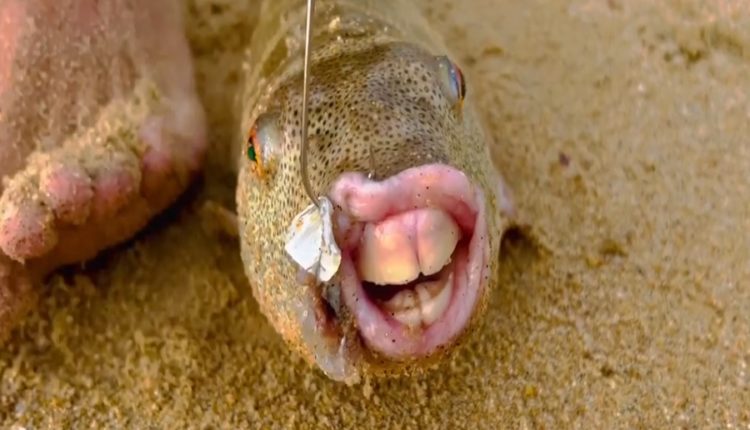 Peshku misterioz, me dhëmbë që u ngjasojnë atyre të njeriut