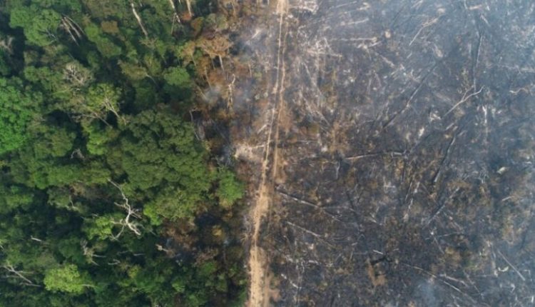 Shpyllëzimi i Amazonës arrin në nivele rekord