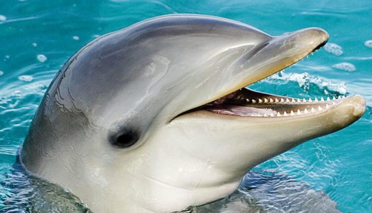 Delfini agresiv kafshon dy notarë në Japoni