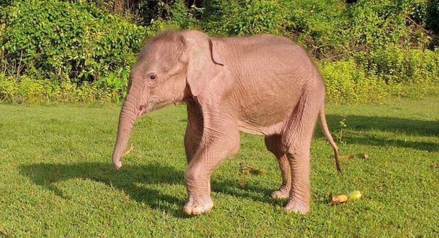 Lind elefanti i rrallë i bardhë. Myanmar në “festë”, e konsideron të shenjtë