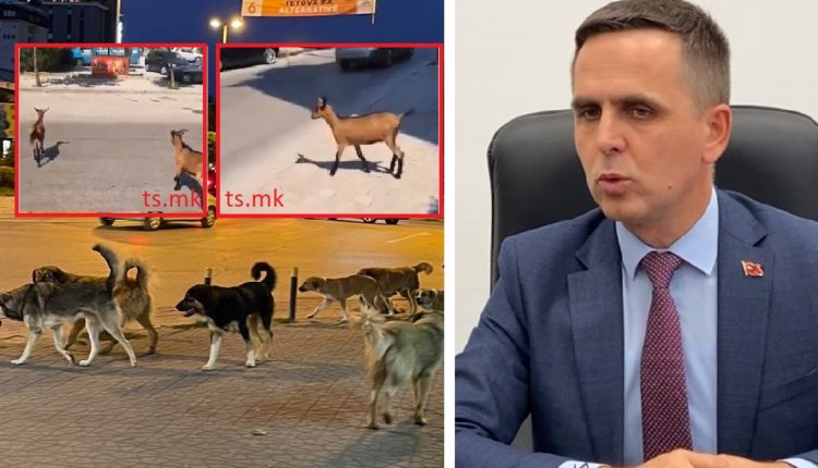 Pas qenve, Tetova në hall edhe me dhiat (VIDEO)