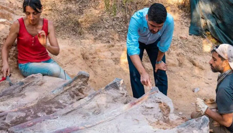 Zbulohet skeleti më i madh i një dinosauri në Evropë