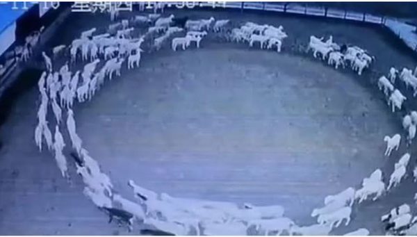 Dëshmia e pronarit të deleve që në mënyrë misterioze u soll 12 ditë rresht pa u ndalur (VIDEO)