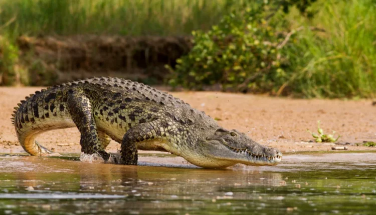 “Do iki nga ky vend”…Tronditja e prindit që krokodili i hëngri fëmijën para syve