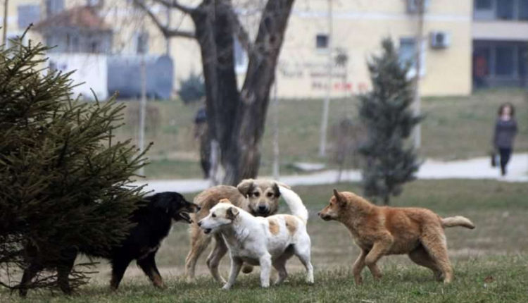 Kafshohet nga një qen endacak një person nga Bogovina