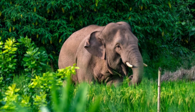 Elefeanti vret kujdestarin e kopshtit zoologjik në Malajzi