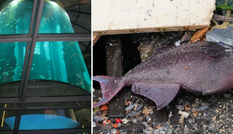 “Bombë me sahat”, ekspertiza për shpërthimin akuariumit në Gjermani