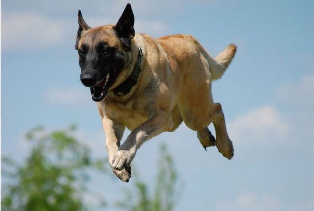 Malinois belg shpallet qeni më i zgjuar në botë