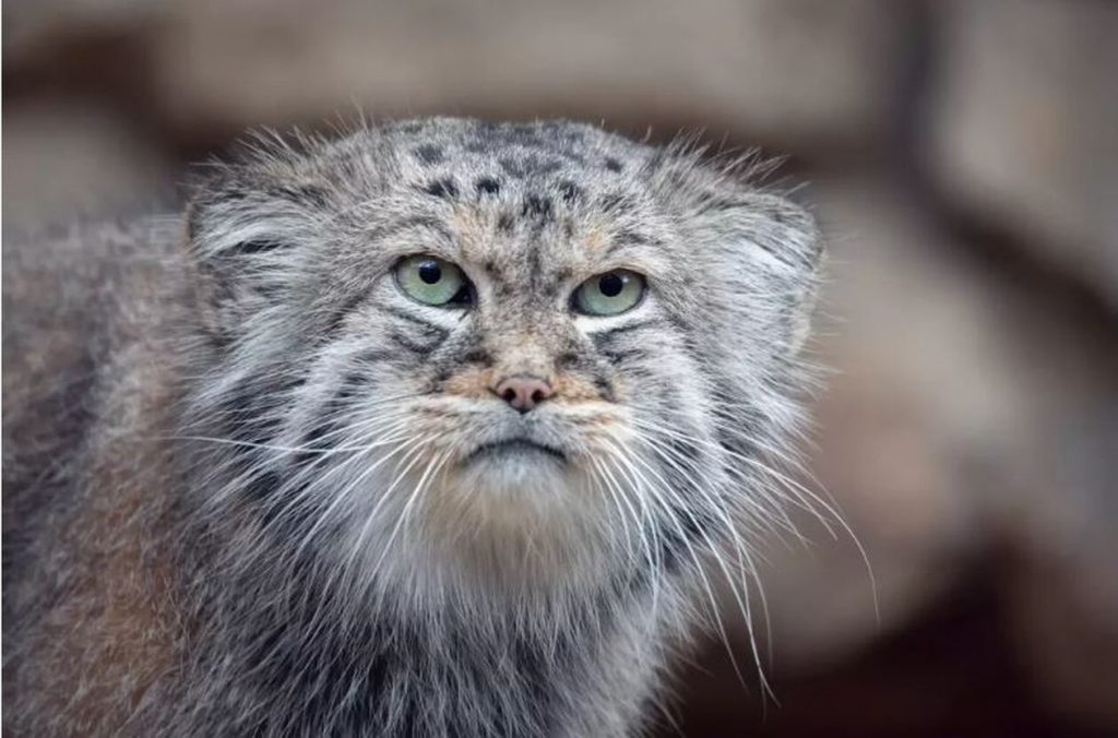 Shkencëtarët zbulojnë në malin Everest një specie të rrallë maceje