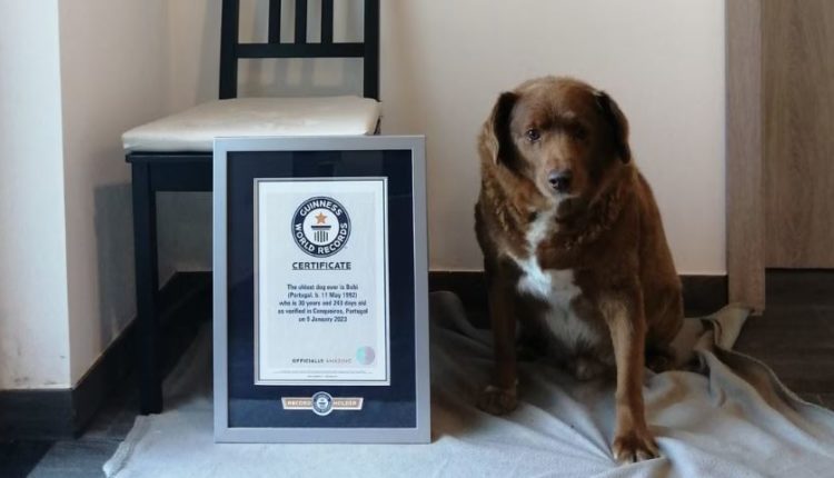Qeni 30-vjeçar është shpallur më i moshuari në botë nga Rekordet Botërore Guinness
