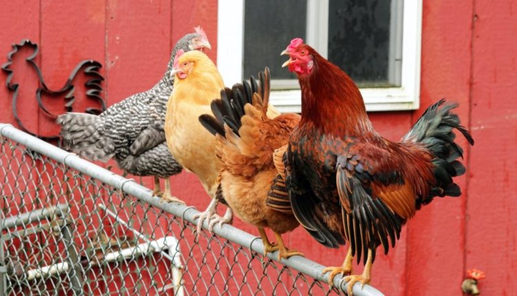 Kërkohen të drejta për mirëqenien e pulave në Zvicër