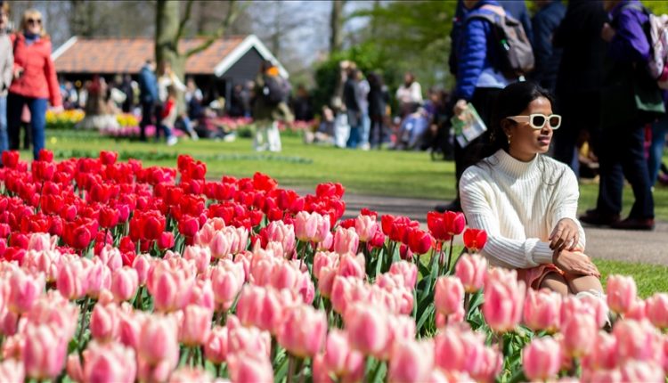 Holandë, hapet një nga kopshtet më të mëdha të tulipanëve në botë