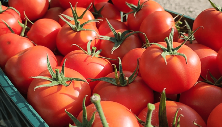 AUV: S’janë importuar domate të pasigurta nga Shqipëria