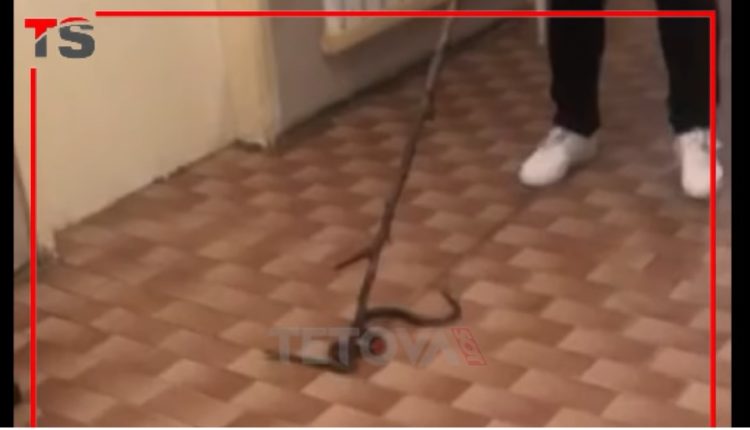 Gjarpri hyn në Shtëpinë e Shëndetit në Kërçovë (VIDEO)