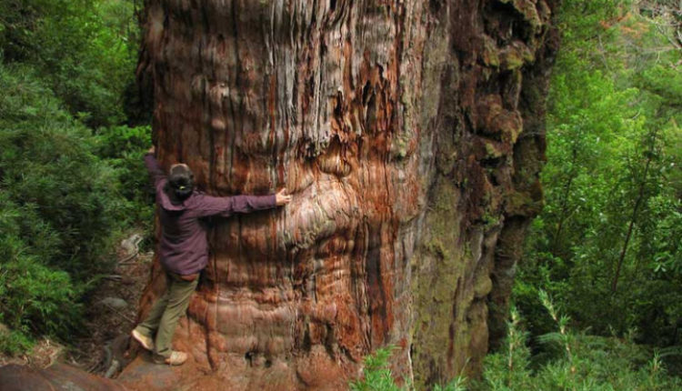 Pema më e vjetër në botë ndodhet në Kili, mosha e saj është ultramijëvjeçar