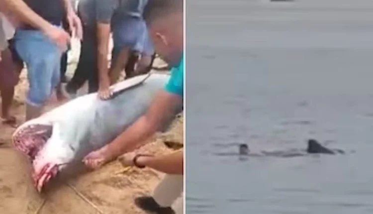 Çka u gjet në barkun e peshkaqenit, që e shqeu turistin 23-vjeçar në Egjipt