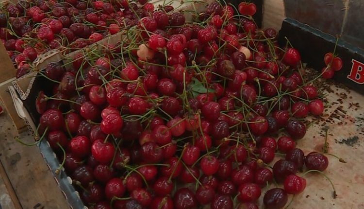 Këtë vit qershori pa qershi, moti i keq i ka dëmtuar