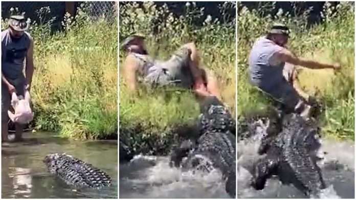 Iu afrua për ta ushqyer, amerikani nuk e dinte se krokodili do t’ia mësynte edhe atij për ta kafshuar (VIDEO)