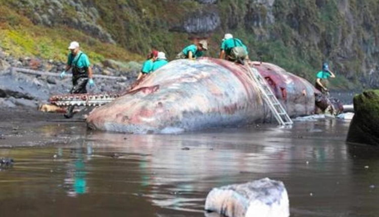 Thesari me vlerë 500 mijë euro brenda trupit të balenës së ngordhur në Ishujt Kanarie