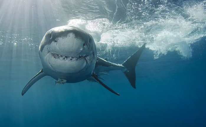 Alarm në Nju Jork, rritet numri i personave që sulmohen nga peshkaqenët në plazh