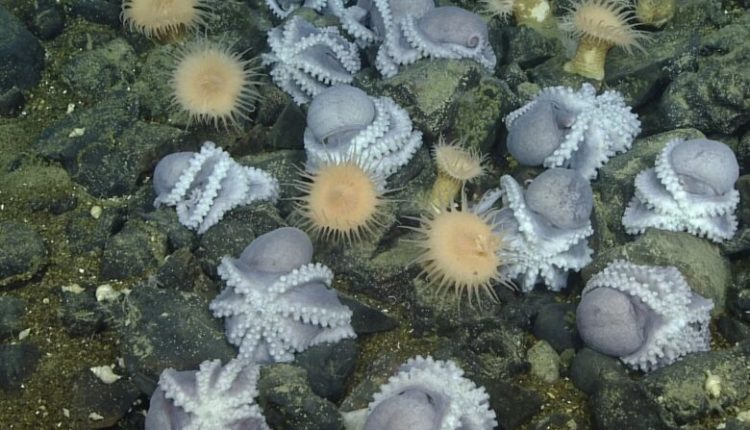 Shkencëtarët më në fund kanë zgjidhur misterin e vendit të quajtur “kopshti i oktapodeve”