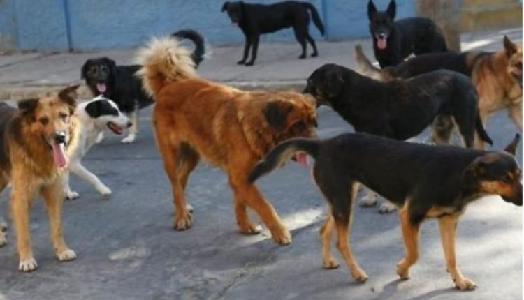 Kafshohet nga një qen endacak një person në Tetovë