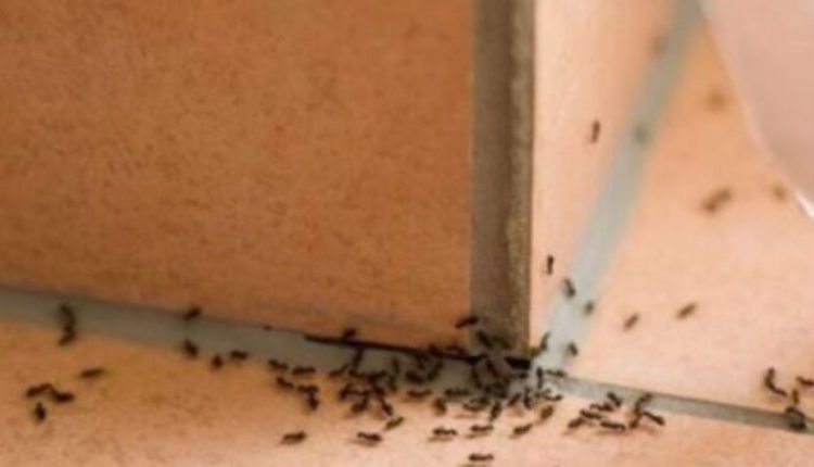 Përzierja që largon insektet nëpër shtëpi dhe nuk harxhoni para