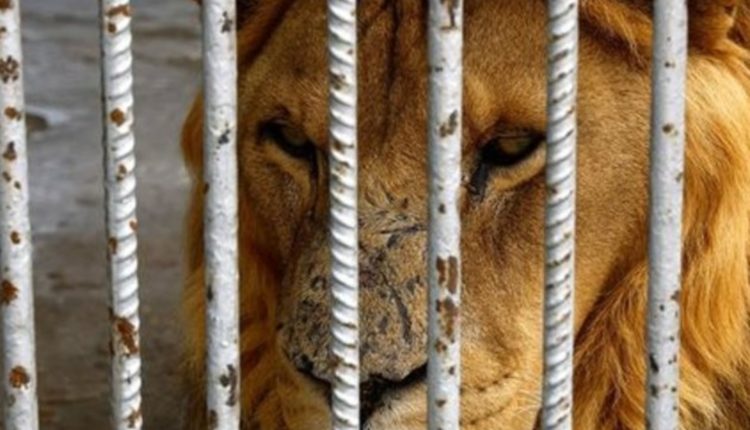 Luani mbyt një roje të kopshtit zoologjik në Japoni