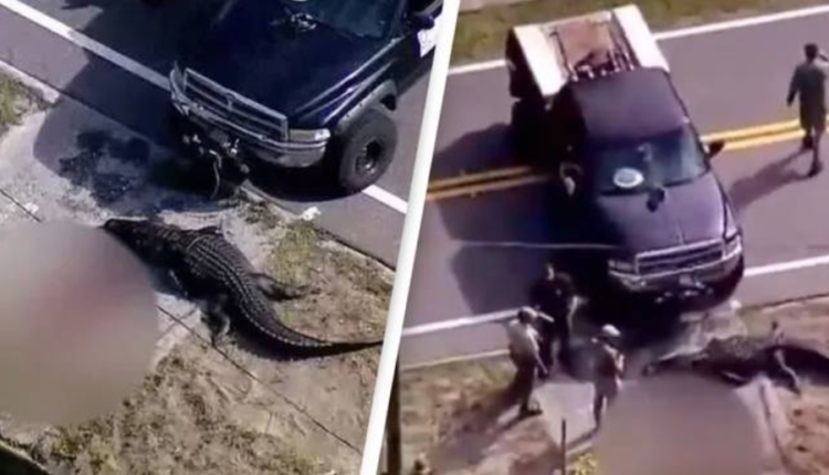 Tmerr në Florida/ Aligatori qarkullon në rrugë me një viktimë në gojë