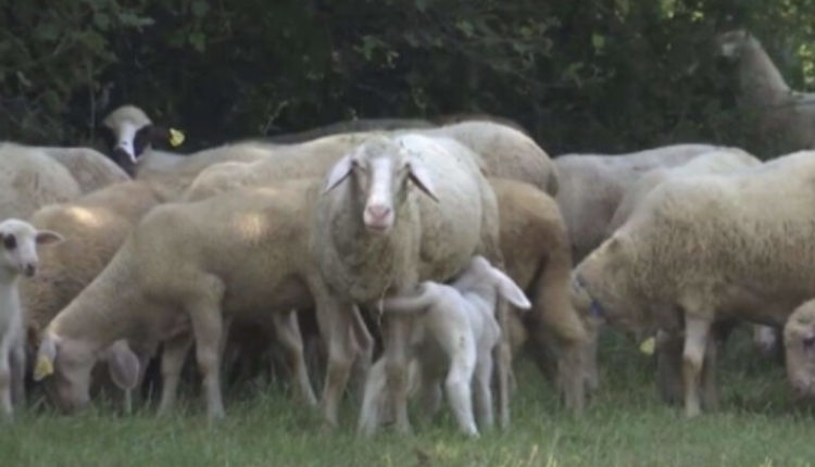 Tufa e deleve në Greqi ha rreth 100 kilogramë kanabis