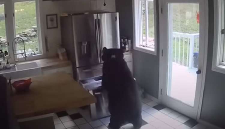 Ariu hyn në një shtëpi dhe vjedh lazanja nga frigoriferi (VIDEO)