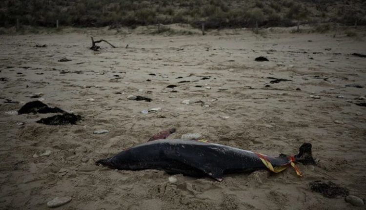 Mbi 100 delfinë kanë ngordhur në Brazil, një shkak i mundshëm është temperatura e lartë e ujit