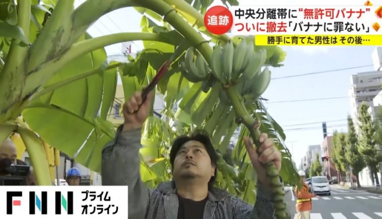 Si arriti ky japonez të rrisë pemë bananeje në mes të rrugës pa e kuptuar njeri