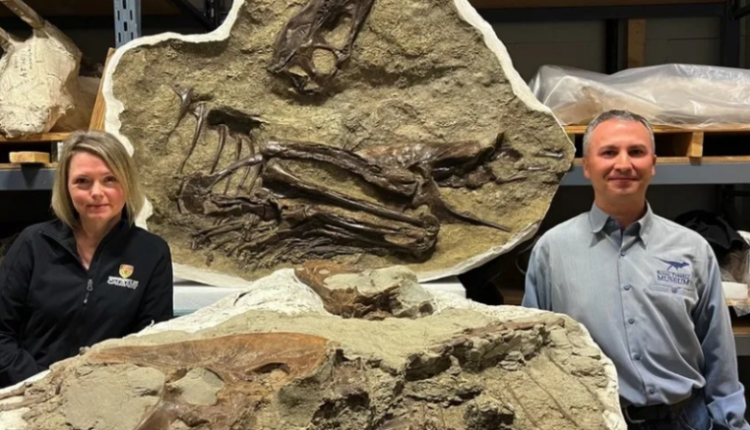 Studiuesit zbulojnë se vakti i fundit i një tiranozauri ishin dy dinozaurë të vegjël