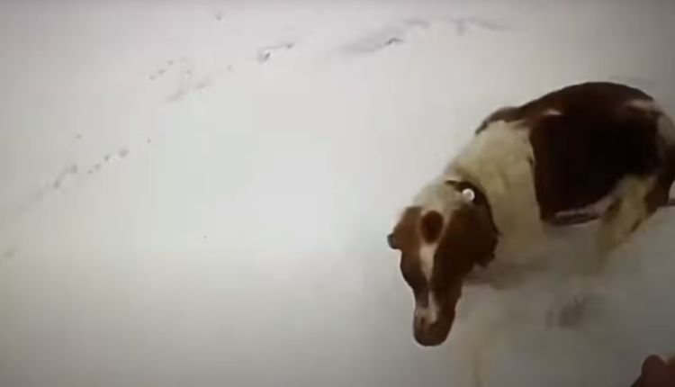 Qeni ndihmon në shpëtimin e pronarit të tij i cili përfundoi në ujërat e liqenit të akullt (VIDEO)