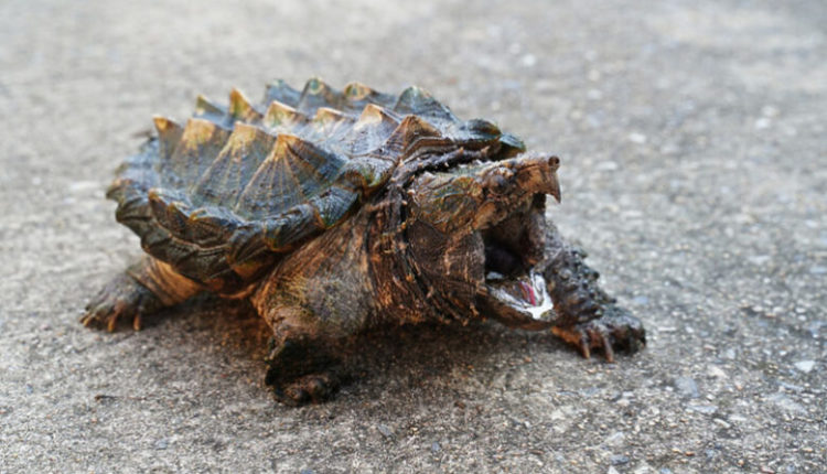 Një breshkë e rrezikshme me një pamje të çuditshme që mund të kafshojë lehtësisht është gjetur në Angli