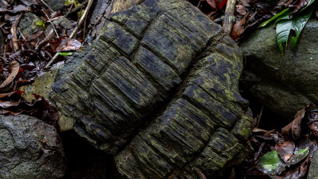Zbulohet pylli 23 milionë vjeçar në Panama, janë gjurmët e një shpërthimi vullkanik të epokës së Miocenit