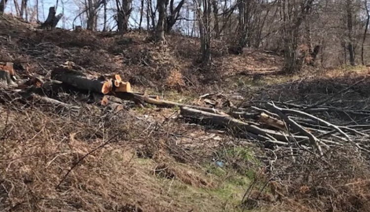 Prisnin drunj në rajonin e Brodecit, ndalohen nga policia dy persona nga Shipkovica