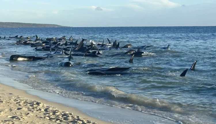 Australi: 160 balena bllokohen në breg të detit, organizohet operacion masiv për shpëtimin e tyre