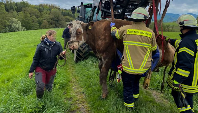 Pas reshjeve të dendura të shiut në Gjermani, ekipet e shpëtimit mezi e largojnë nga balta një lopë